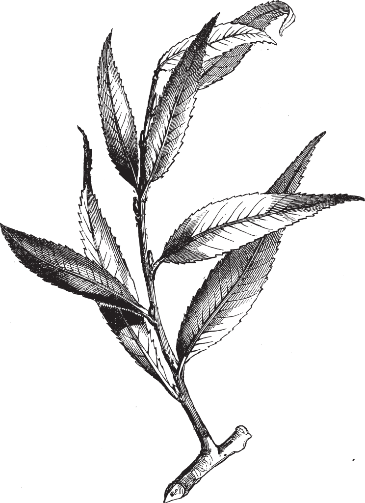 Eine detaillierte Schwarz-Weiß-Illustration eines botanischen Blattzweigs, der einen zentralen Stiel mit mehreren länglichen, spitzen und gezackten Blättern zeigt, die abzweigen. Feine Linien stellen die Textur und das Blattadermuster dar – mit akribischer Detailtreue, die an professionelle Mitarbeiterporträts aus Aargau von Tasha Ender Photography's Fotografie erinnert.