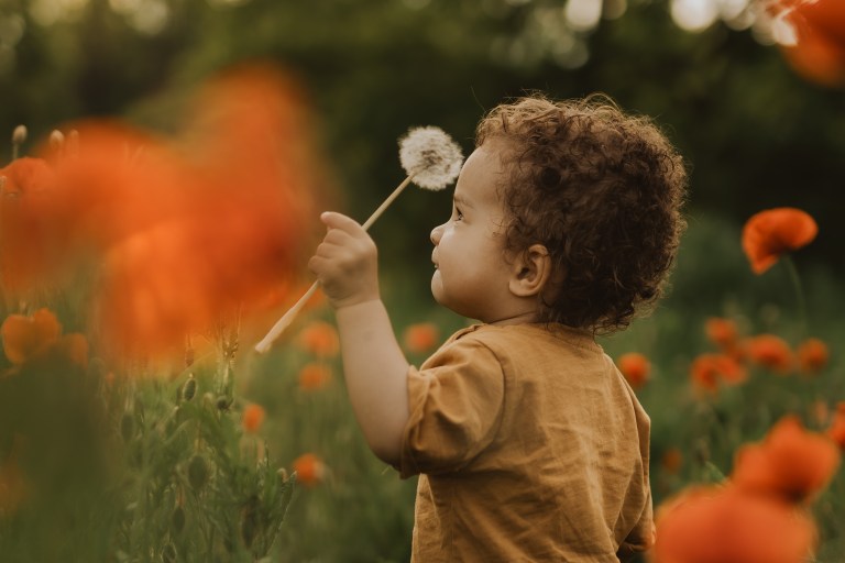 Ein Kleinkind mit lockigem Haar steht in einem Feld aus orangefarbenen Blumen und hält einen Pusteblumen-Pu ...