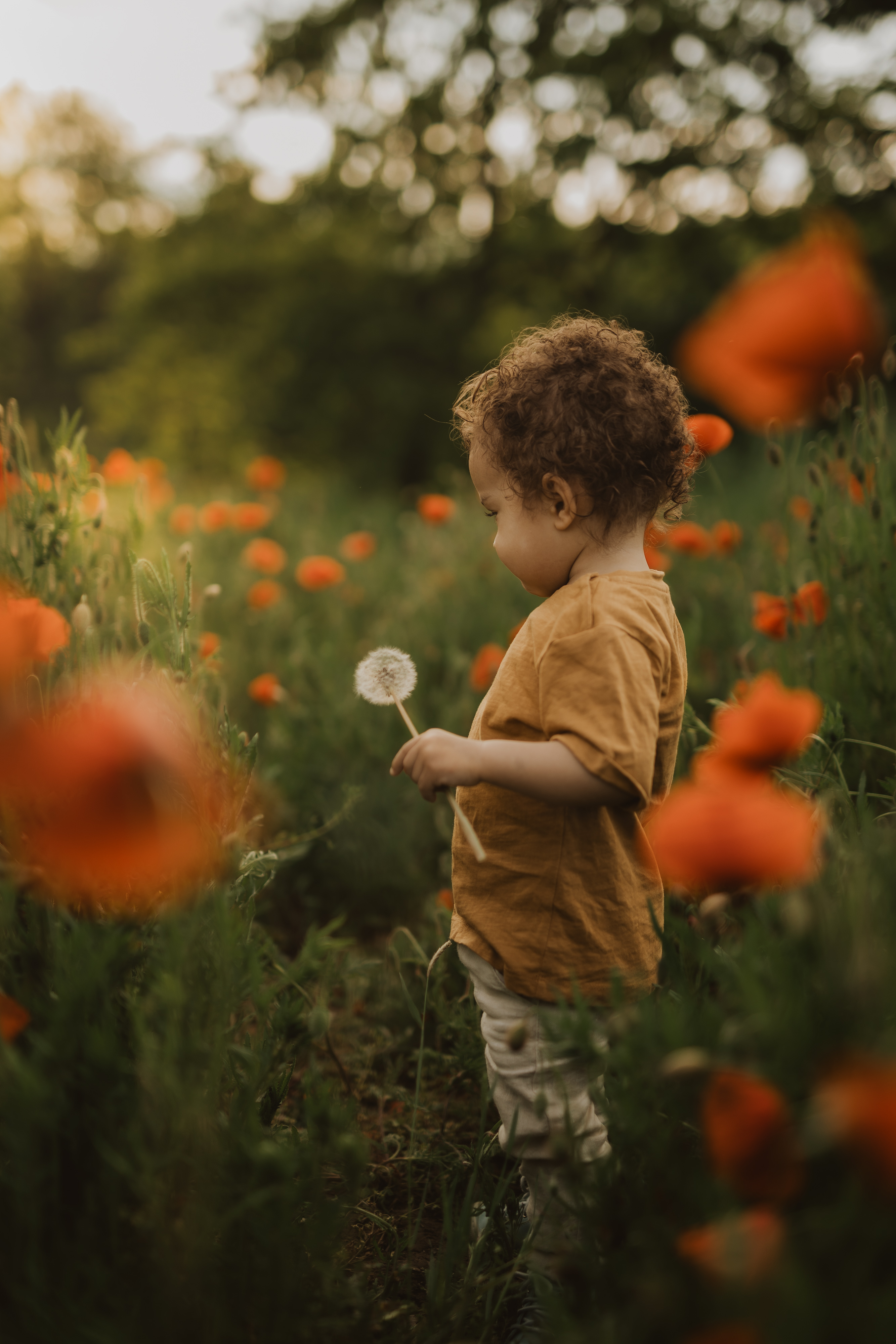 Ein kleines Kind mit lockigem Haar steht in einem Feld roter Mohnblumen und hält während eines ruhigen Fotoshootings in der Natur einen Pusteblumenstrauch in der Hand. Das Kind trägt ein senffarbenes Hemd und eine cremefarbene Hose und sein Blick ist auf den Pusteblumenstrauch vor dem üppigen, grünen Hintergrund gerichtet.