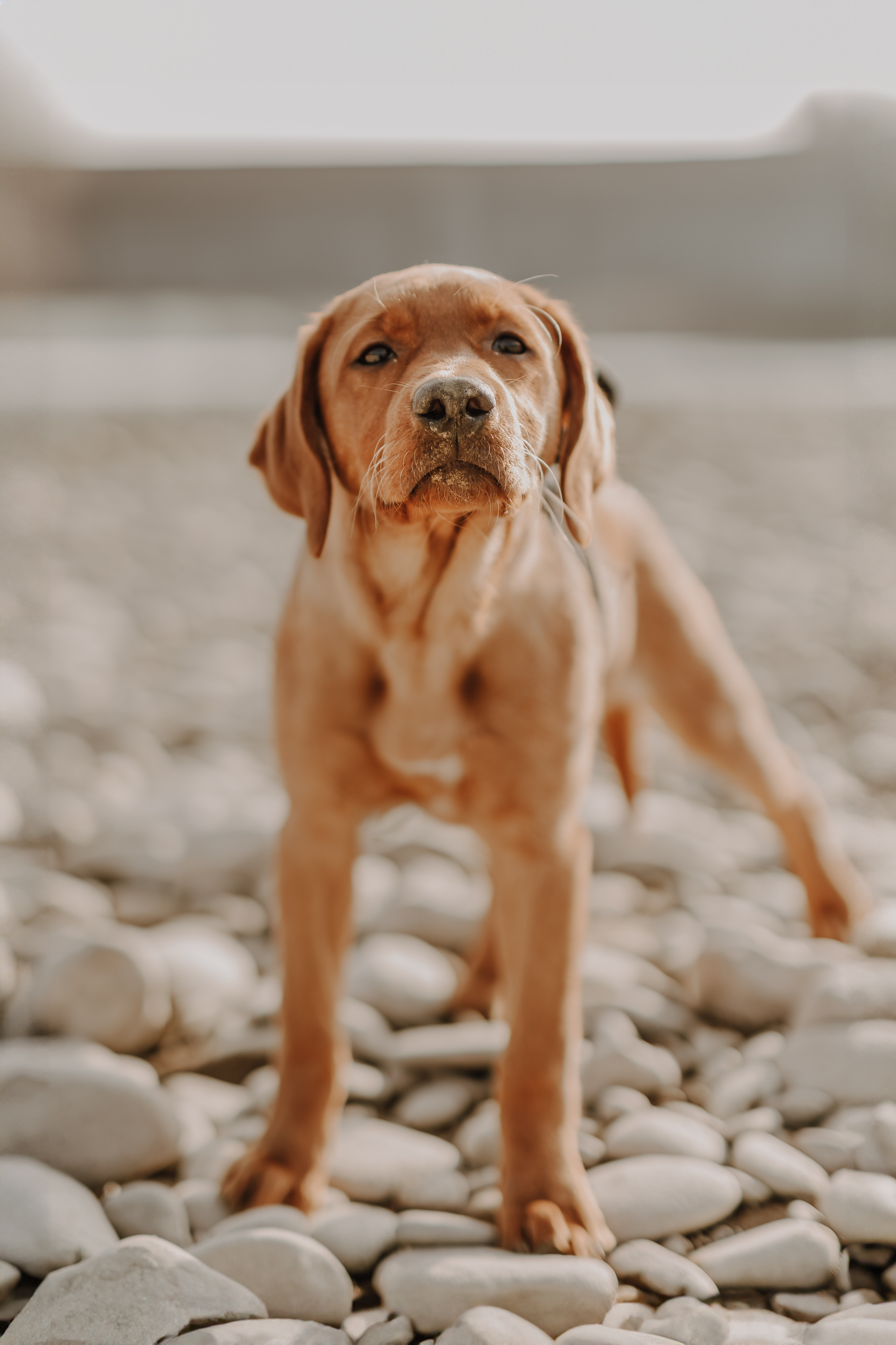 Ein brauner Hund steht auf einem felsigen Untergrund und blickt mit neugierigem Gesichtsausdruck direkt in die Kamera. Damit wird die Essenz der Hundefotografie perfekt eingefangen. Der Hintergrund zeigt eine verschwommene, gedämpfte Landschaft, die an ein Outdoor-Fotoshooting einer professionellen Fotografin erinnert.
