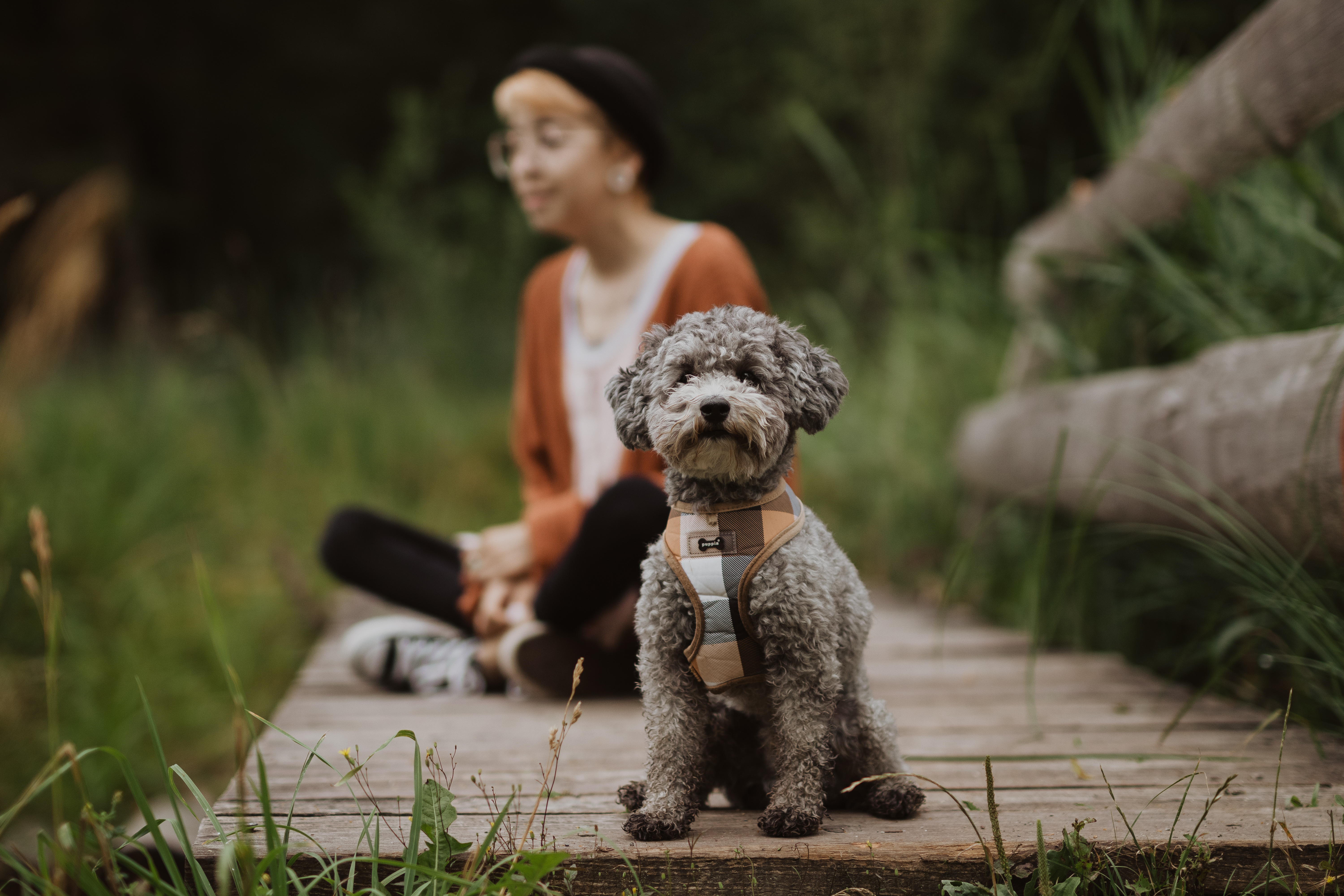 Ein kleiner, lockiger Hund mit Geschirr sitzt im Vordergrund auf einem Holzweg. Im Hintergrund sitzt eine Person mit kurzen Haaren, Brille und orangefarbenem Pullover im Schneidersitz auf demselben Weg, umgeben von grünem Laub, aufgenommen mit fachmännischer Hundefotografie von einer talentierten Fotografin.