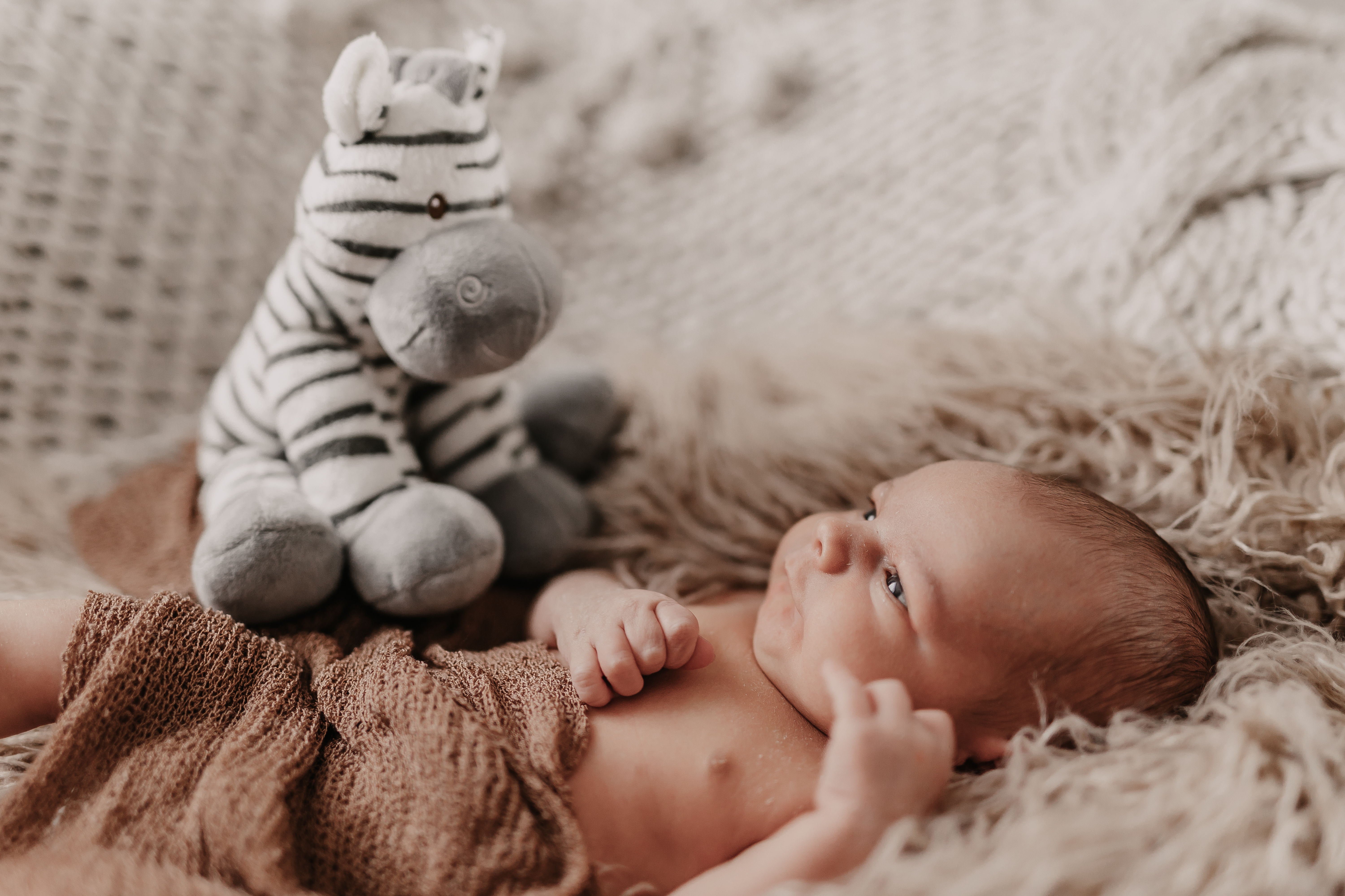 Ein Neugeborenes liegt auf einer weichen, strukturierten Decke, gegenüber einem Stoffzebra. Das Baby ist in ein braunes Stricktuch gehüllt und hat klare, wache Augen. Diese Babyshooting-Szene strahlt Wärme und Behaglichkeit aus, wobei neutrale Töne den Hintergrund dominieren.