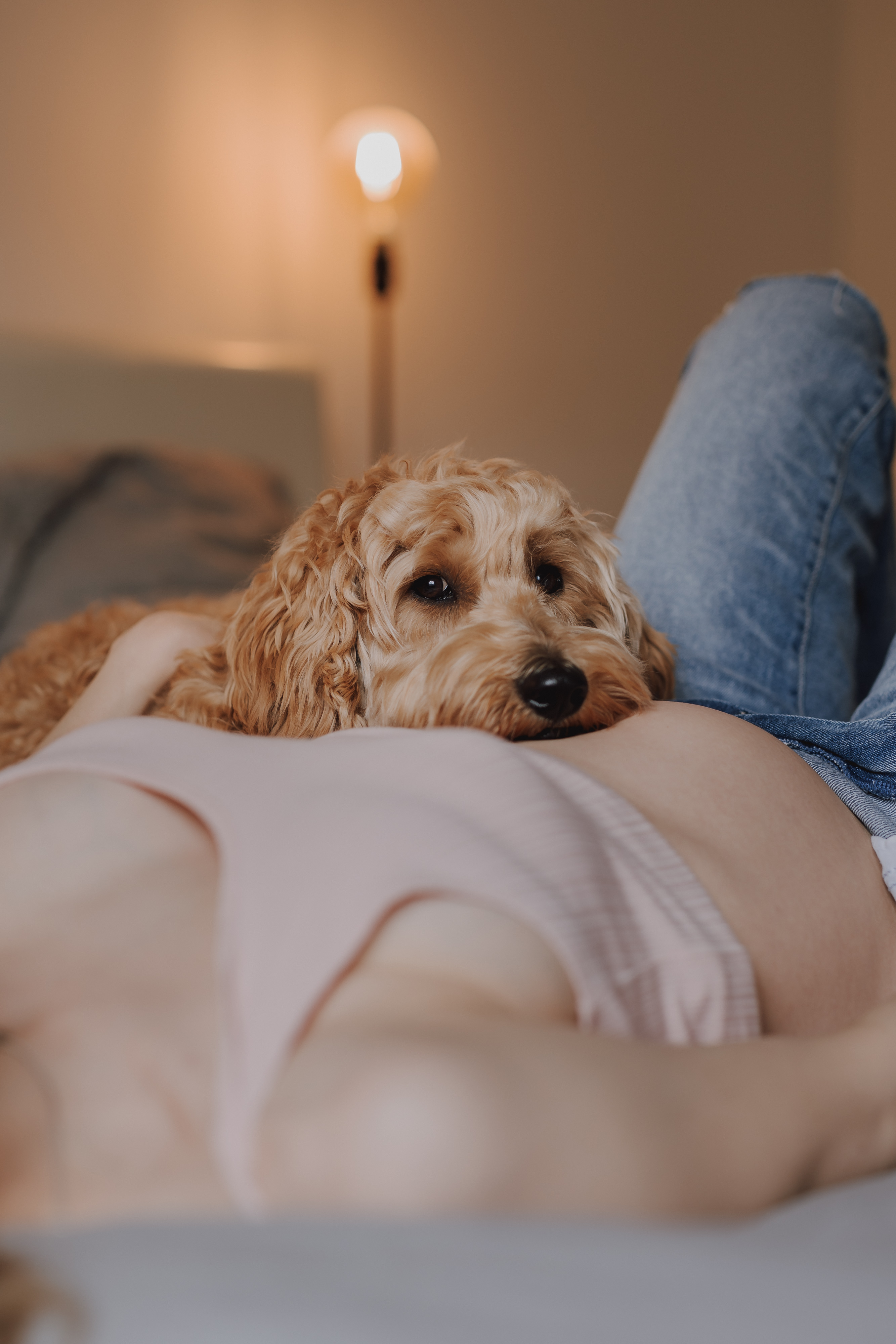 Eine schwangere Person liegt auf einem Bett. Sie trägt ein hellrosa Oberteil und blaue Jeans, ihr Bauch ist frei. Ein flauschiger, hellbrauner Hund ruht seinen Kopf sanft auf ihrem Bauch und sieht zufrieden aus. Der gemütliche Moment fängt die Essenz eines Schwangerschaftsshootings zu Hause ein, mit sanftem Licht einer Lampe im Hintergrund.