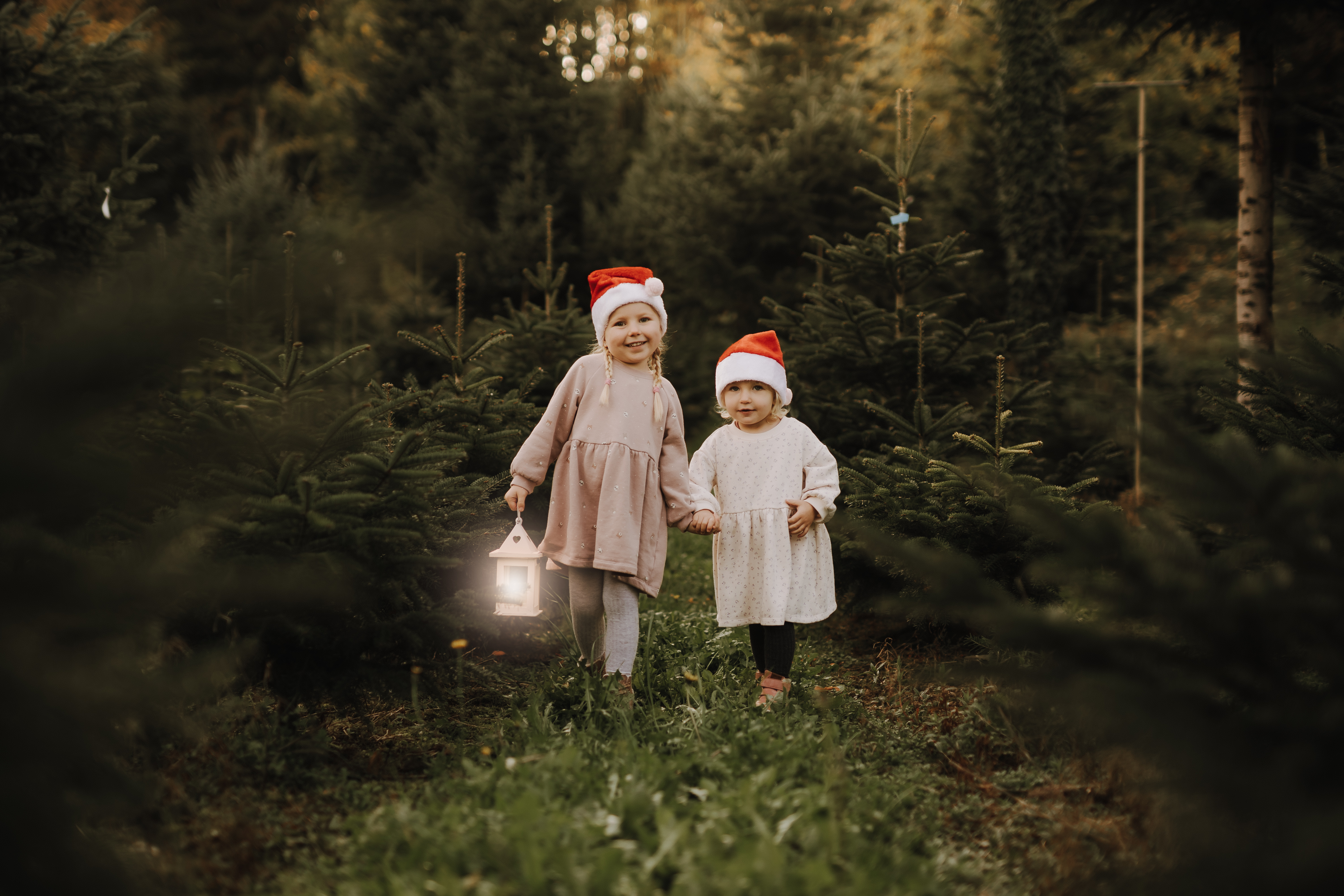 Zwei kleine Kinder mit Weihnachtsmannmützen stehen auf einer Weihnachtsbaumfarm, umgeben von immergrünen Bäumen. Das ältere Kind trägt ein hellrosa Outfit und hält eine brennende Laterne, während das kleinere ein weißes Outfit trägt. Beide lächeln und halten Händchen während dieser herzerwärmenden Familienshooting-Weihnachtsaktion.